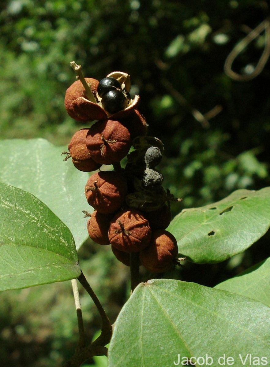 Mallotus philippensis (Lam.) Müll.Arg.